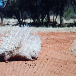 Dronfield Nature Reserve - Rare Albino Porcupine