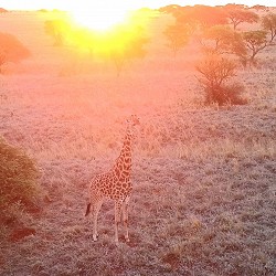 Dronfield Nature Reserve - Giraffe