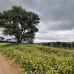 Kgalagadi Transfrontier Park
