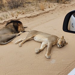 Kgalagadi Transfrontier Park - Lion and Lioness