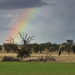 Kgalagadi Transfrontier Park - Rainbow