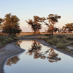 Kgalagadi Transfrontier Park - Tree reflection in the pond