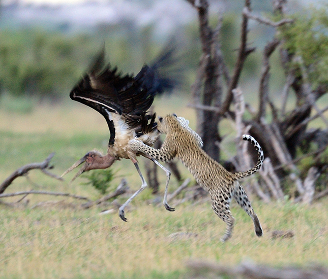 Chobe and Savuti Leopard Safari