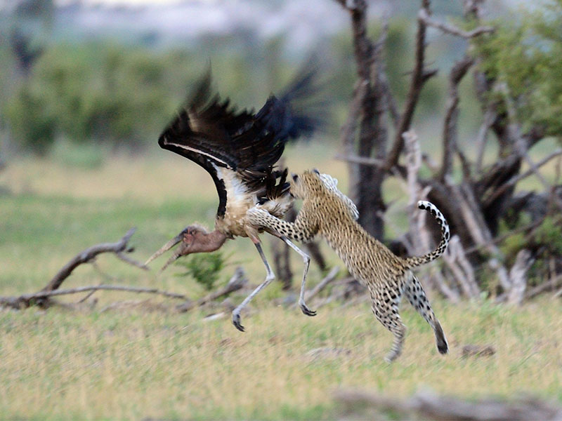 Photography of Leopards in the wild on our Botswana Safari