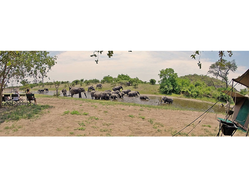 Elephants and many different types of wildlife on our Chobe Safari