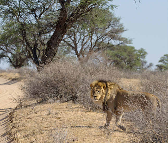 Africa Photography Safari Tour Kalahari