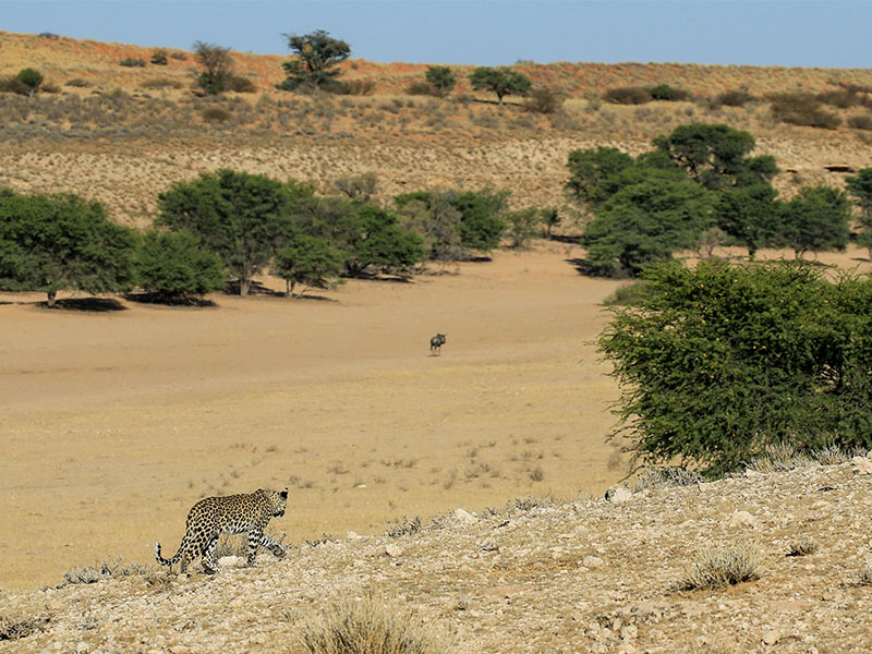 Spectacular Scenery from our Kalahari Safari