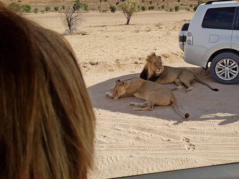 Lions taking a break on our Kalahari Safari Photography tour