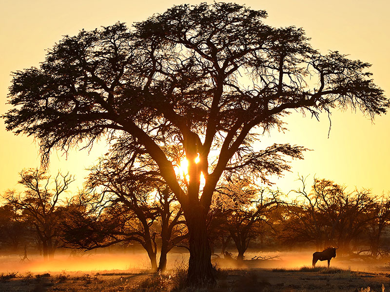 Kgalagadi Transfrontier Park Safari tour