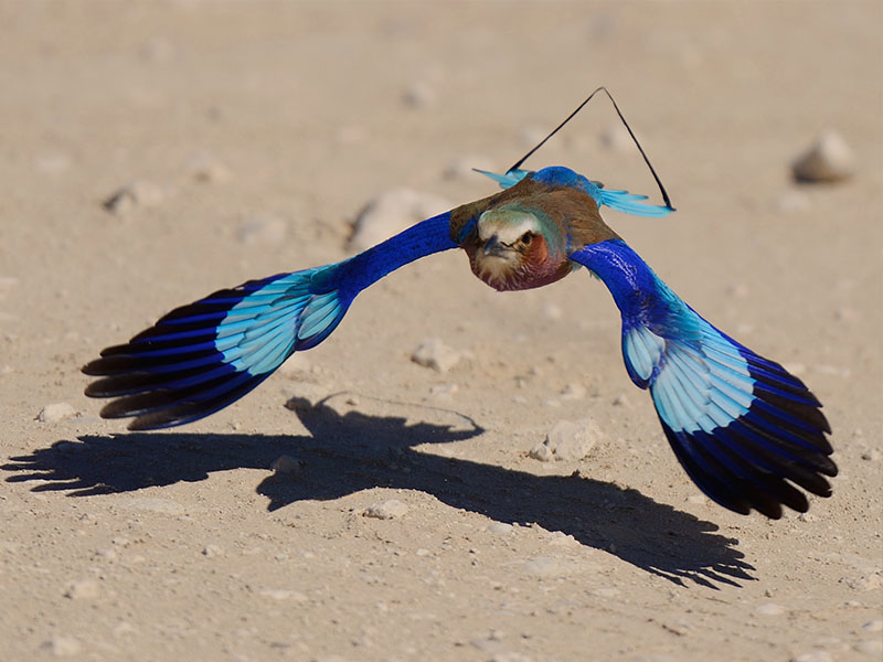 Wildlife photo from our kgalagadi transfrontier park
