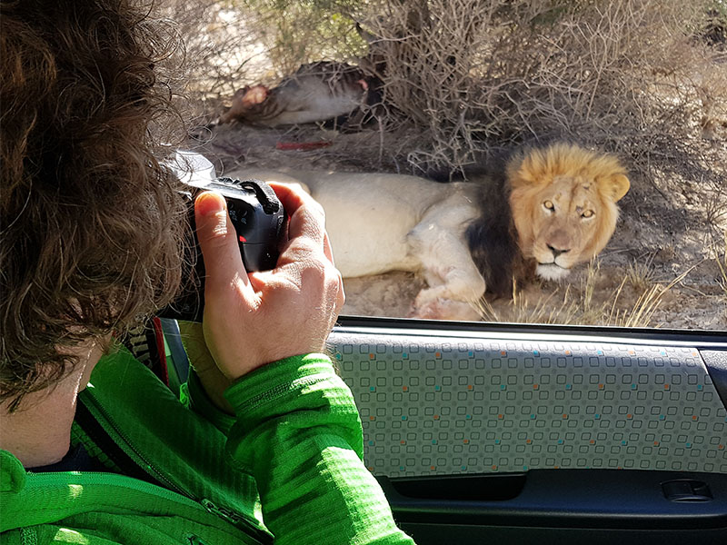 Get up close photos of Lions in the wild on our photography tour