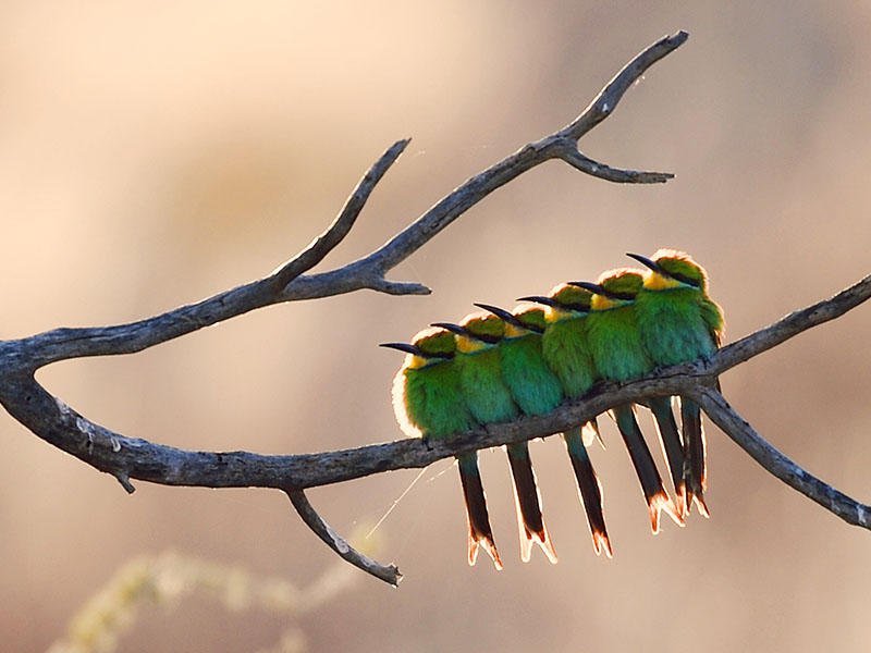 Wildlife photo from our kgalagadi transfrontier park tour