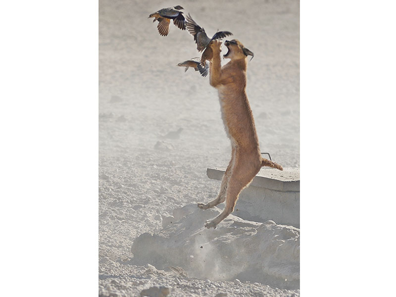 Wildlife photo from our kgalagadi transfrontier park safari tour
