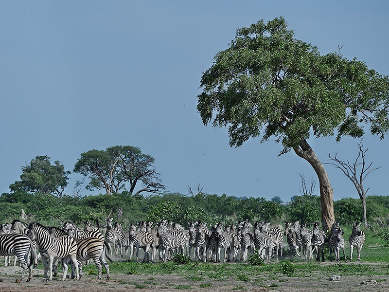 Photos of our Botswana Custom Made Safari