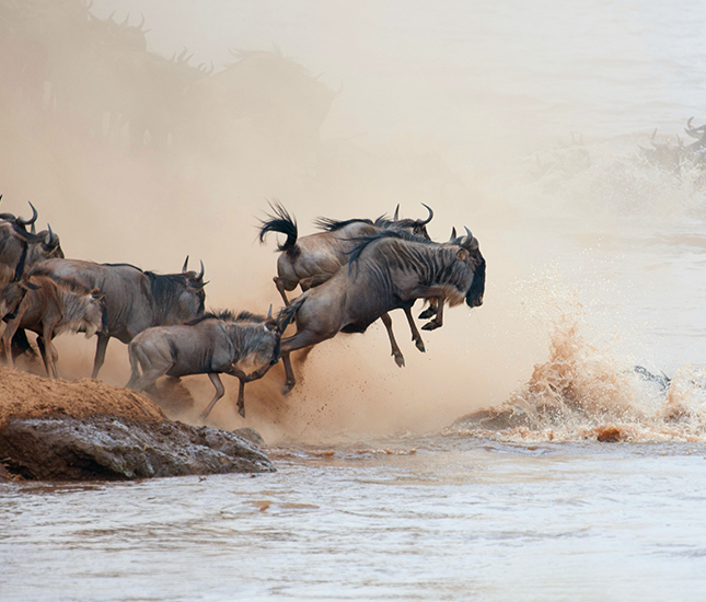 Masai Mara Wildebeest Migration safari tour