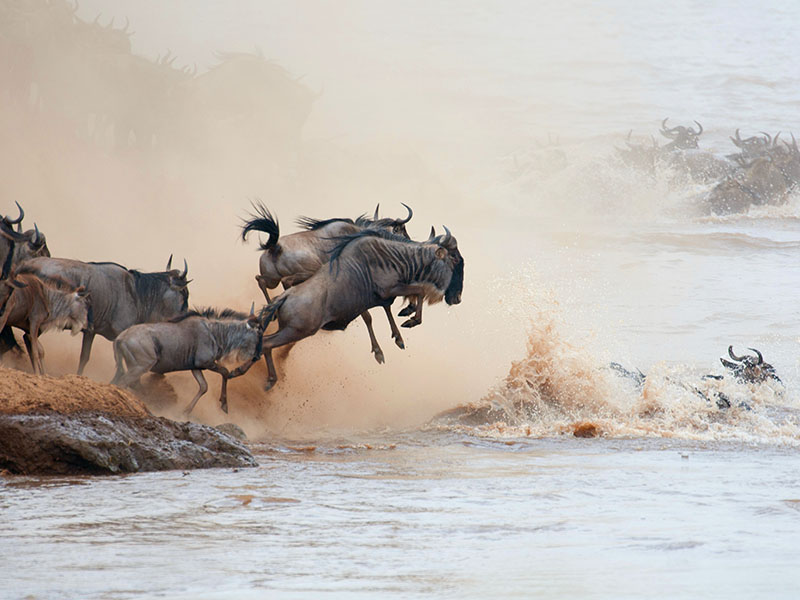 masai-mara-wildebeest-migration-01.jpg