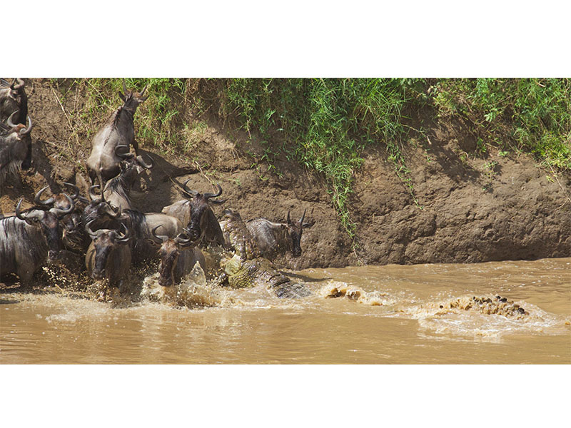 masai mara wildebeest migration tour