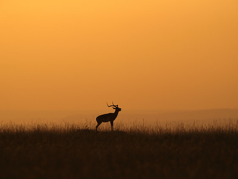 Masai Mara Wildebeest Migration on our custom made tour