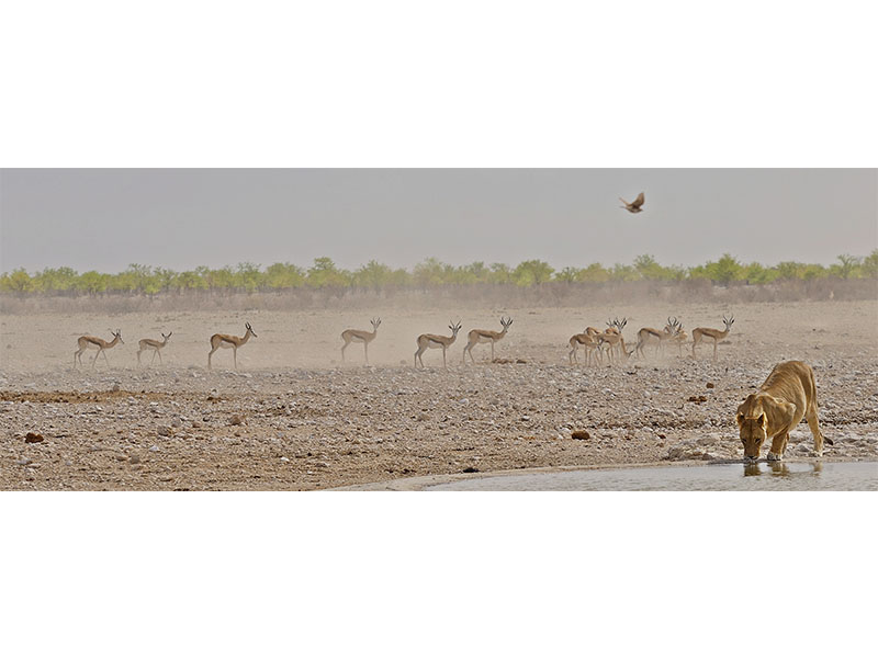 Lion taking a sip, one of the sights from our Namibia Tour!