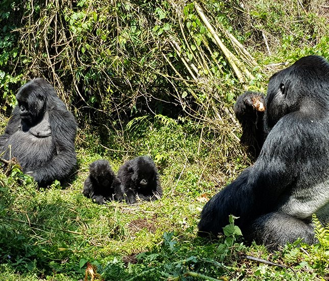 Rwanda Gorilla Safari
