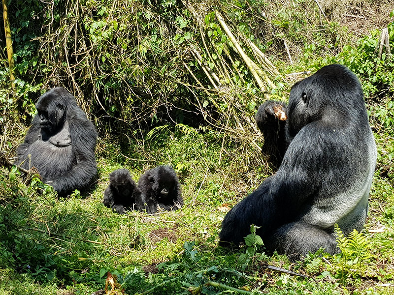 Gorillas on our Rwanda Gorilla Safari