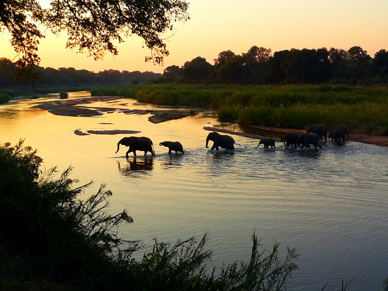 Elephants on one of our tailor-made South Africa Tours.