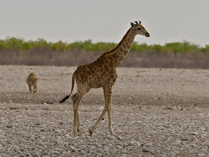 Photo of a Giraffe from our South Africa Tour.