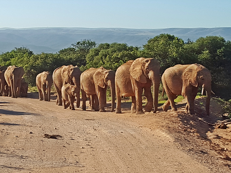 Elephants on our south africa safari tour